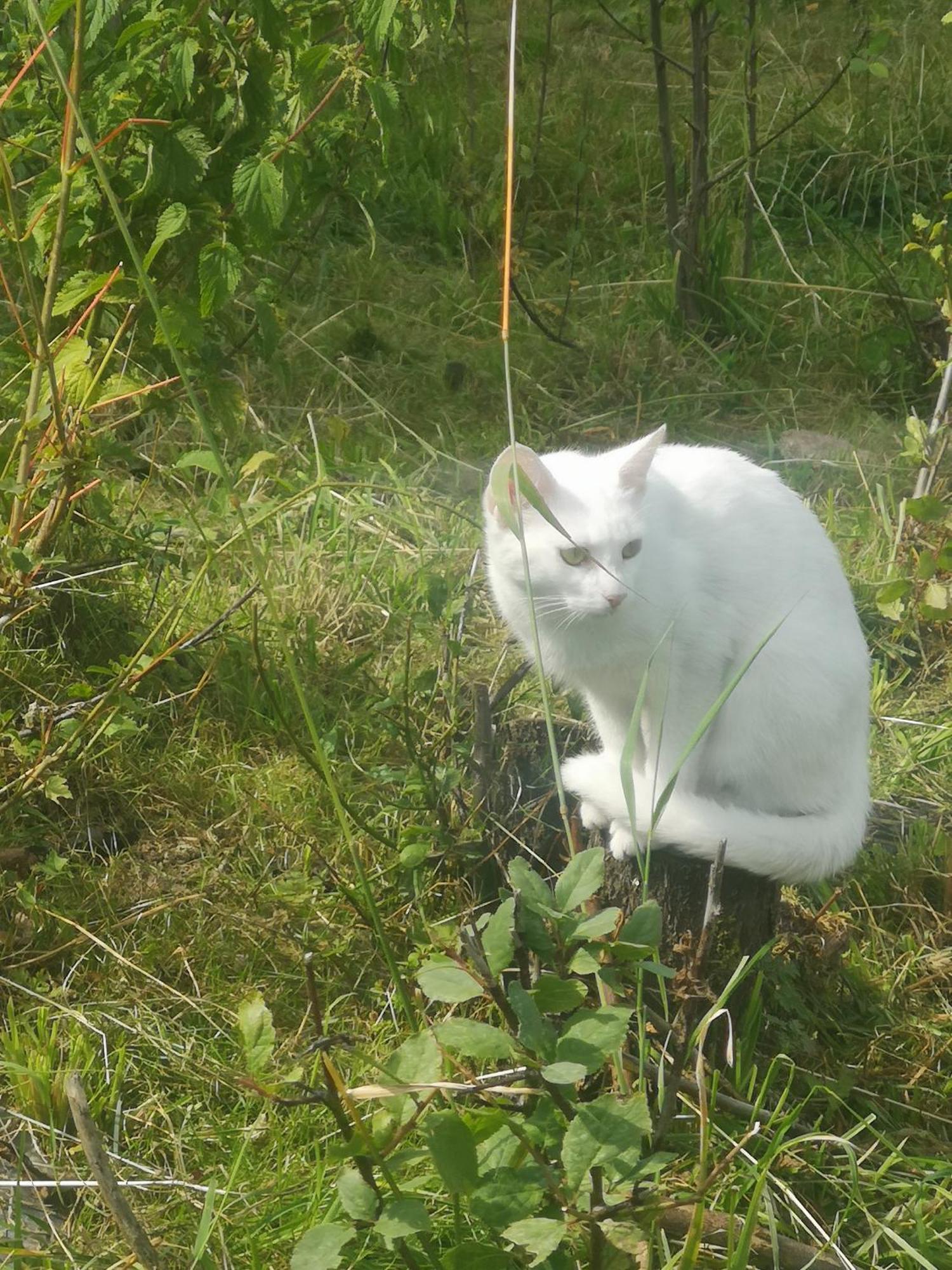 Agroturystyka U Kozdryka Leśna Esterno foto
